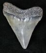 Fossil Megalodon Tooth - Sharp Serrations #13362-1